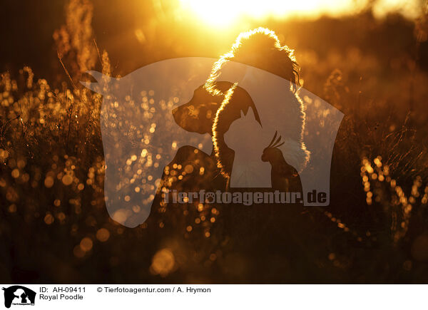 Kleinpudel / Royal Poodle / AH-09411