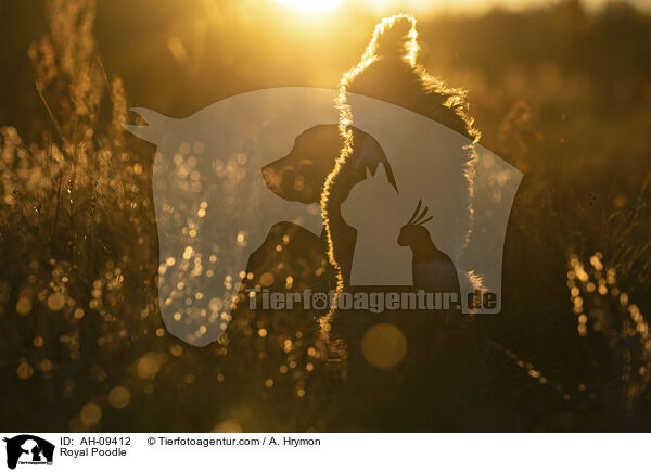 Kleinpudel / Royal Poodle / AH-09412