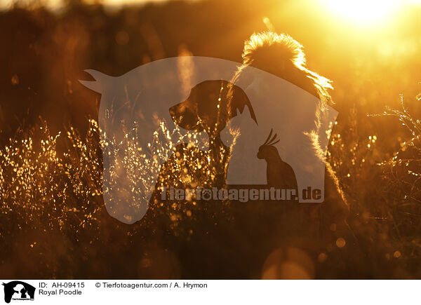 Kleinpudel / Royal Poodle / AH-09415