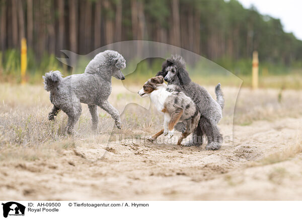 Kleinpudel / Royal Poodle / AH-09500