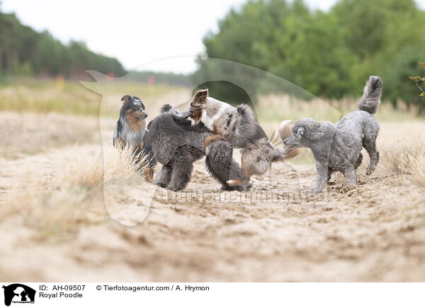 Kleinpudel / Royal Poodle / AH-09507