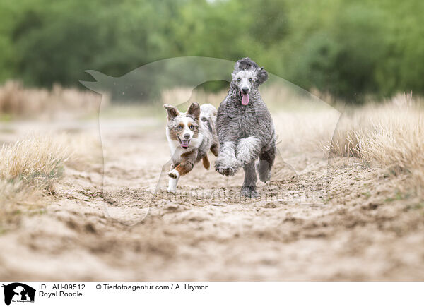 Kleinpudel / Royal Poodle / AH-09512