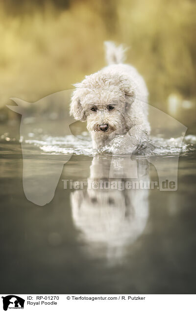 Kleinpudel / Royal Poodle / RP-01270
