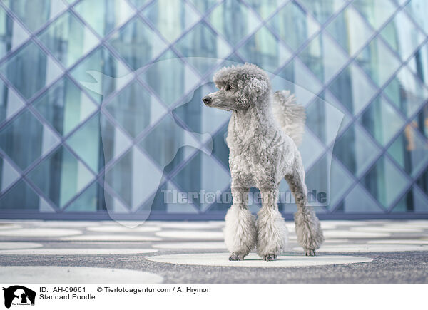 Kleinpudel / Standard Poodle / AH-09661