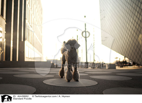 Kleinpudel / Standard Poodle / AH-09662