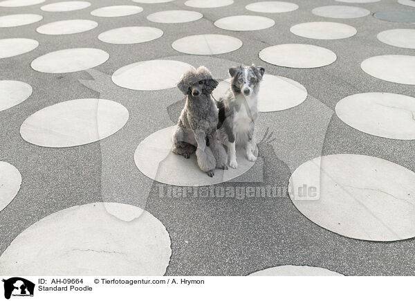 Kleinpudel / Standard Poodle / AH-09664