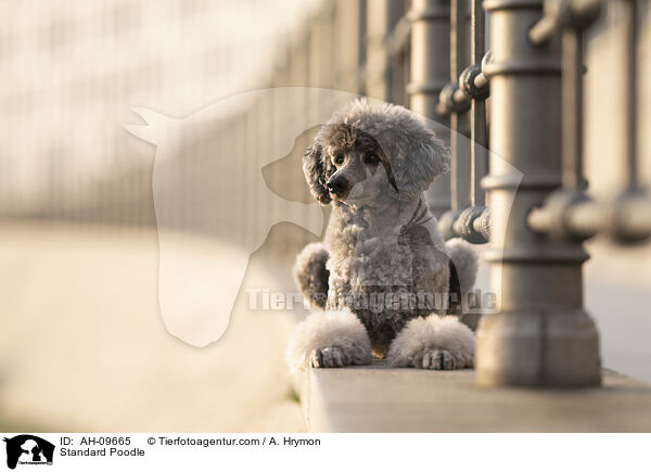 Kleinpudel / Standard Poodle / AH-09665