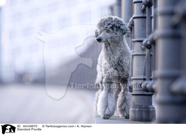 Kleinpudel / Standard Poodle / AH-09670