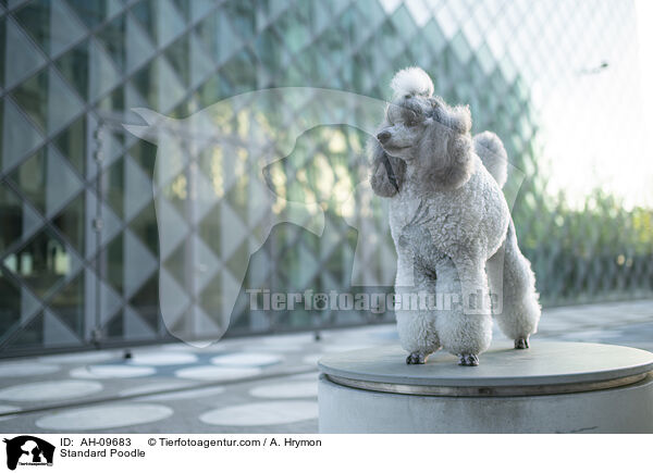 Kleinpudel / Standard Poodle / AH-09683