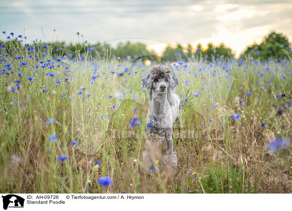 Kleinpudel / Standard Poodle / AH-09726