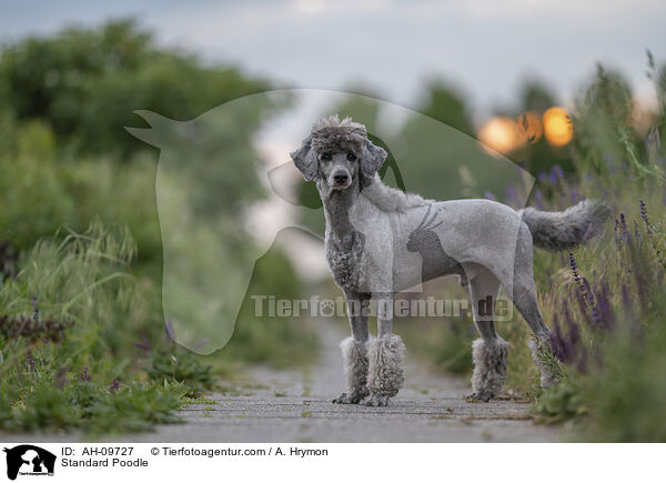 Kleinpudel / Standard Poodle / AH-09727