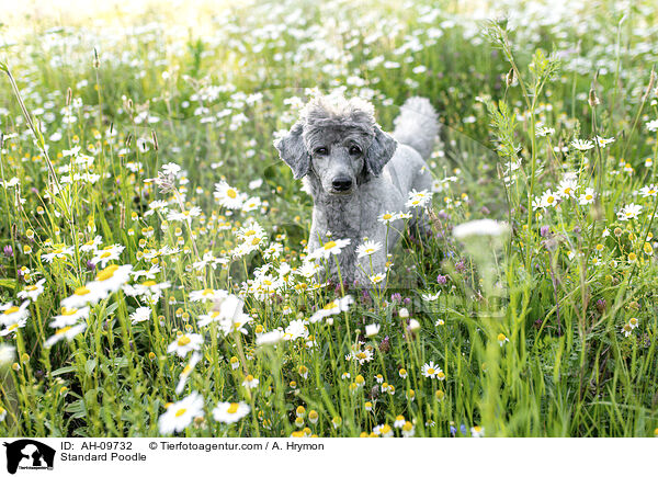 Kleinpudel / Standard Poodle / AH-09732