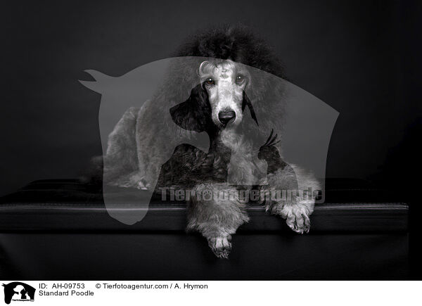 Kleinpudel / Standard Poodle / AH-09753
