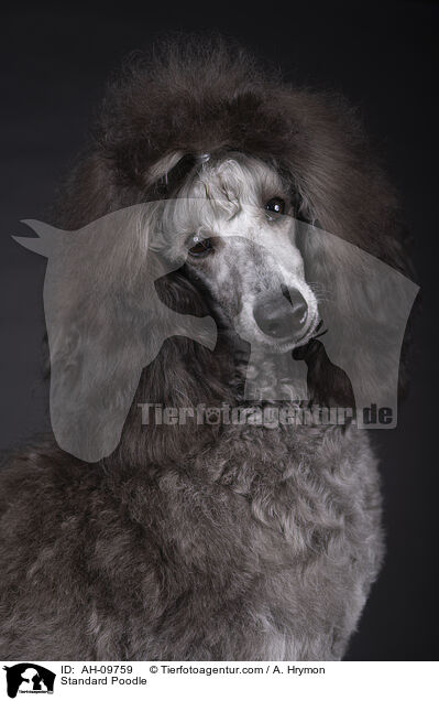 Kleinpudel / Standard Poodle / AH-09759