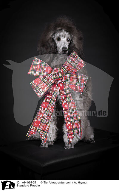 Kleinpudel / Standard Poodle / AH-09765