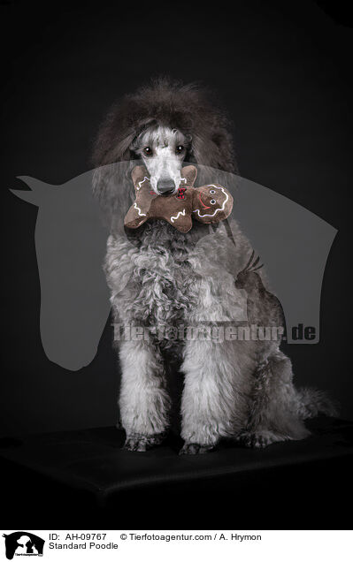 Kleinpudel / Standard Poodle / AH-09767