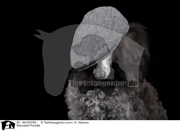 Kleinpudel / Standard Poodle / AH-09769