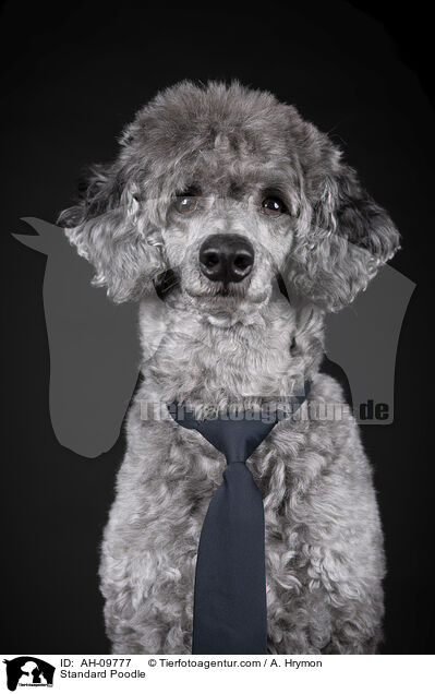 Kleinpudel / Standard Poodle / AH-09777