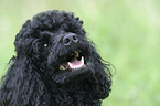 Poodle Portrait