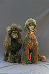 sitting poodles