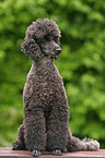 sitting poodle