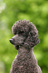 Poodle Portrait