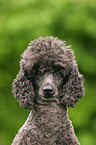 Poodle Portrait