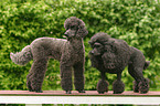 standing poodle