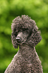 Poodle Portrait