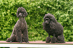 sitting poodle