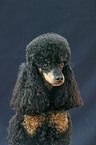 Poodle Portrait