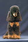 sitting poodle