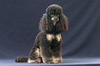 sitting poodle