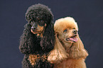 Poodle Portraits