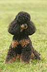 sitting poodle