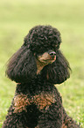 sitting poodle