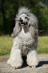 silver poodle