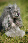 silver poodle