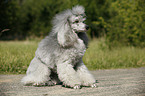 silver poodle