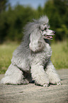 silver poodle