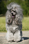 silver poodle