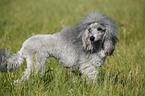 silver poodle