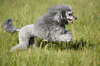 silver poodle