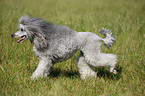 silver poodle