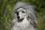 silver poodle