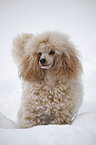 poodle in snow