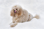 poodle lying in snow