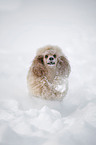 poodle in snow