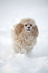 poodle in snow