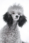 silver poodle in snow